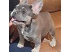 French Bulldog Puppy for sale in Seymour, MO, USA