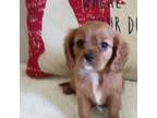 Cavalier King Charles Spaniel Puppy for sale in Center Ridge, AR, USA