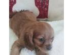 Cavalier King Charles Spaniel Puppy for sale in Center Ridge, AR, USA