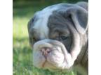 Bulldog Puppy for sale in Garland, NC, USA