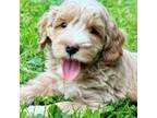 Mutt Puppy for sale in Candler, NC, USA