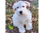 Schnauzer (Miniature) Puppy for sale in Fort Payne, AL, USA