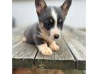 Pembroke Welsh Corgi Puppy for sale in Jacksonville, TX, USA