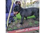 Cane Corso Puppy for sale in Fort Worth, TX, USA