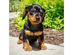 Dachshund Puppy for sale in Newport, PA, USA