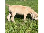 Great Dane Puppy for sale in Locust Grove, OK, USA