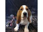 Basset Hound Puppy for sale in Rocky, OK, USA