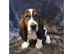 Basset Hound Puppy for sale in Rocky, OK, USA