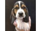 Basset Hound Puppy for sale in Rocky, OK, USA