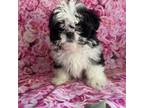 Shih Tzu Puppy for sale in Orlando, FL, USA