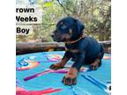 Doberman Pinscher Puppy for sale in Simpsonville, SC, USA