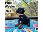 Doberman Pinscher Puppy for sale in Simpsonville, SC, USA