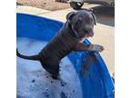 Mutt Puppy for sale in Surprise, AZ, USA