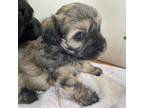Maltipoo Puppy for sale in Hilo, HI, USA