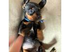 Dachshund Puppy for sale in Arlington, WA, USA