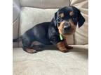 Dachshund Puppy for sale in Arlington, WA, USA