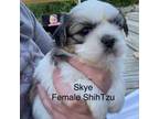 Shih Tzu Puppy for sale in Louisville, GA, USA