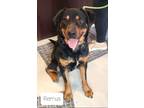 Adopt Remus a Rottweiler