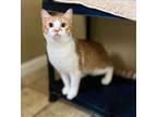 Adopt Alfredo a Domestic Short Hair