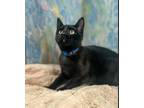 Adopt Brumate a Domestic Short Hair