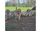 Golden Retriever Puppy for sale in Princeville, IL, USA