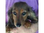 Dachshund Puppy for sale in Fair Grove, MO, USA