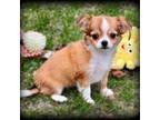 Chihuahua Puppy for sale in Clintonville, WI, USA