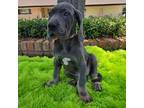 Great Dane Puppy for sale in Fort Worth, TX, USA