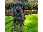 Great Dane Puppy for sale in Fort Worth, TX, USA