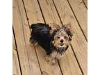 Yorkshire Terrier Puppy for sale in Cullman, AL, USA