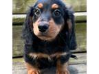 Dachshund Puppy for sale in Gladwin, MI, USA