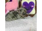 French Bulldog Puppy for sale in Ontario, OH, USA