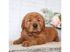 Golden Retriever Puppy for sale in Sioux Falls, SD, USA
