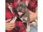 French Bulldog Puppy for sale in Seymour, MO, USA