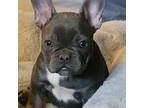 French Bulldog Puppy for sale in Seymour, MO, USA