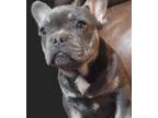 French Bulldog Puppy for sale in Seymour, MO, USA