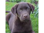 Labrador Retriever Puppy for sale in Denver, PA, USA