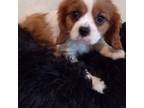 Cavalier King Charles Spaniel Puppy for sale in Center Ridge, AR, USA