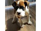 Boxer Puppy for sale in Methuen, MA, USA