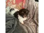 Havanese Puppy for sale in Jasper, GA, USA