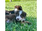 Miniature Australian Shepherd Puppy for sale in Lincoln, CA, USA