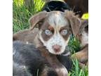 Miniature Australian Shepherd Puppy for sale in Lincoln, CA, USA