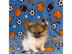 Pomeranian Puppy for sale in Fitzgerald, GA, USA