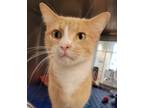 Adopt Langston a American Shorthair, Domestic Short Hair