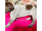 German Shorthaired Pointer Puppy for sale in Clear Lake, IA, USA