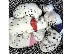 Dalmatian Puppy for sale in Pace, FL, USA