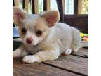 Chihuahua Puppy for sale in Mountain Grove, MO, USA