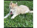 Siberian Husky Puppy for sale in Elkin, NC, USA