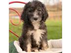 Mutt Puppy for sale in Bristol, VA, USA