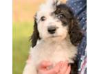 Mutt Puppy for sale in Bristol, VA, USA